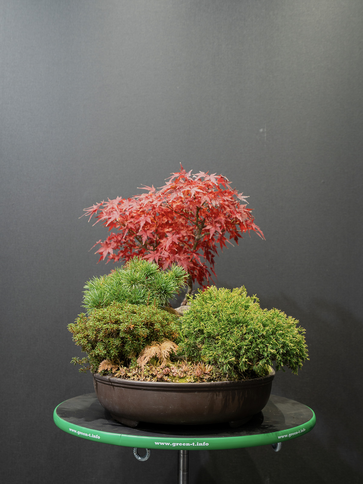 寄せ植え(小) - 画像 (4)