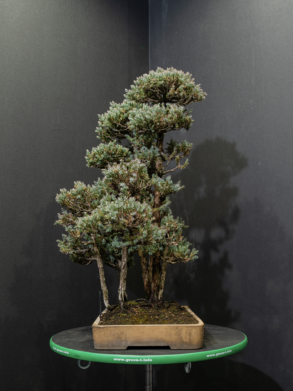 杜松(中) - 画像 (2)