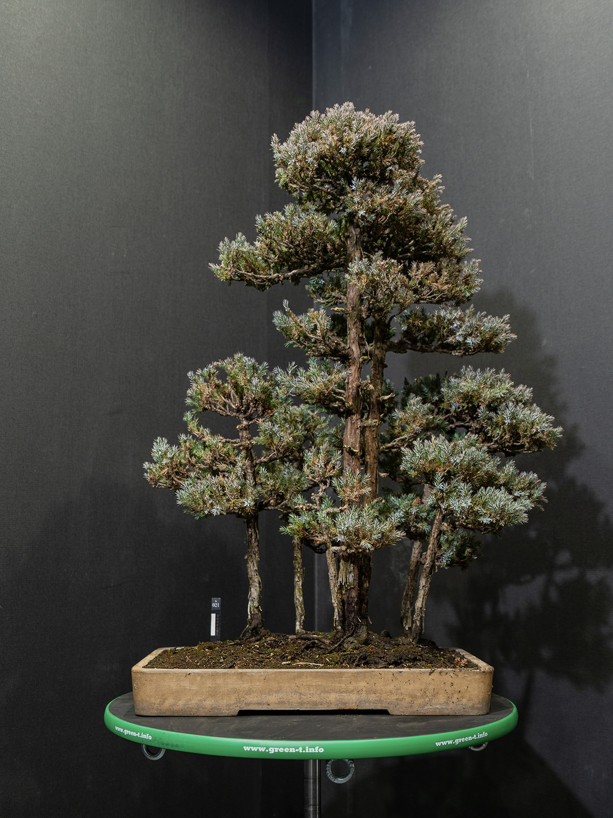 杜松(中) - 画像 (3)