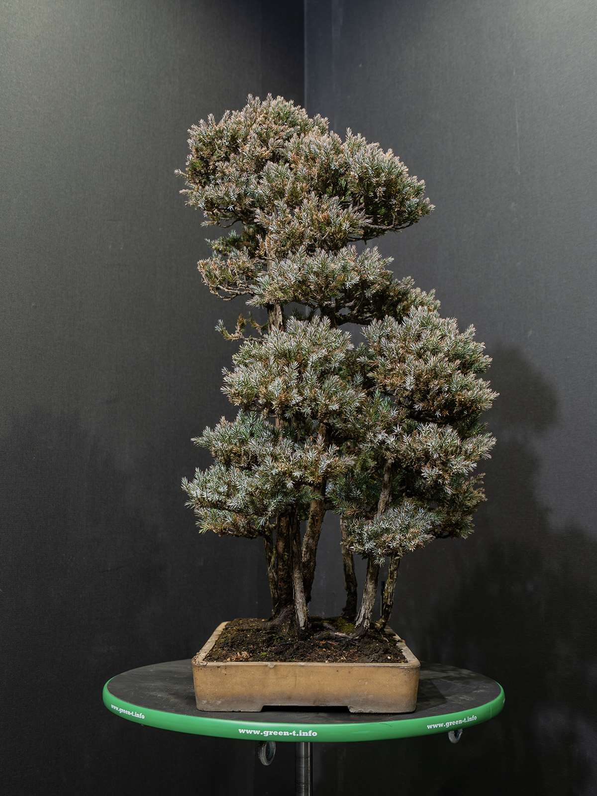 杜松(中) - 画像 (4)