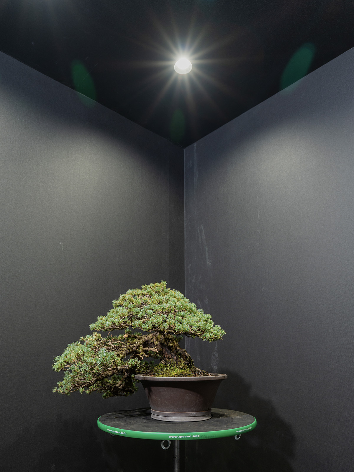 五葉松(中) - 画像 (3)