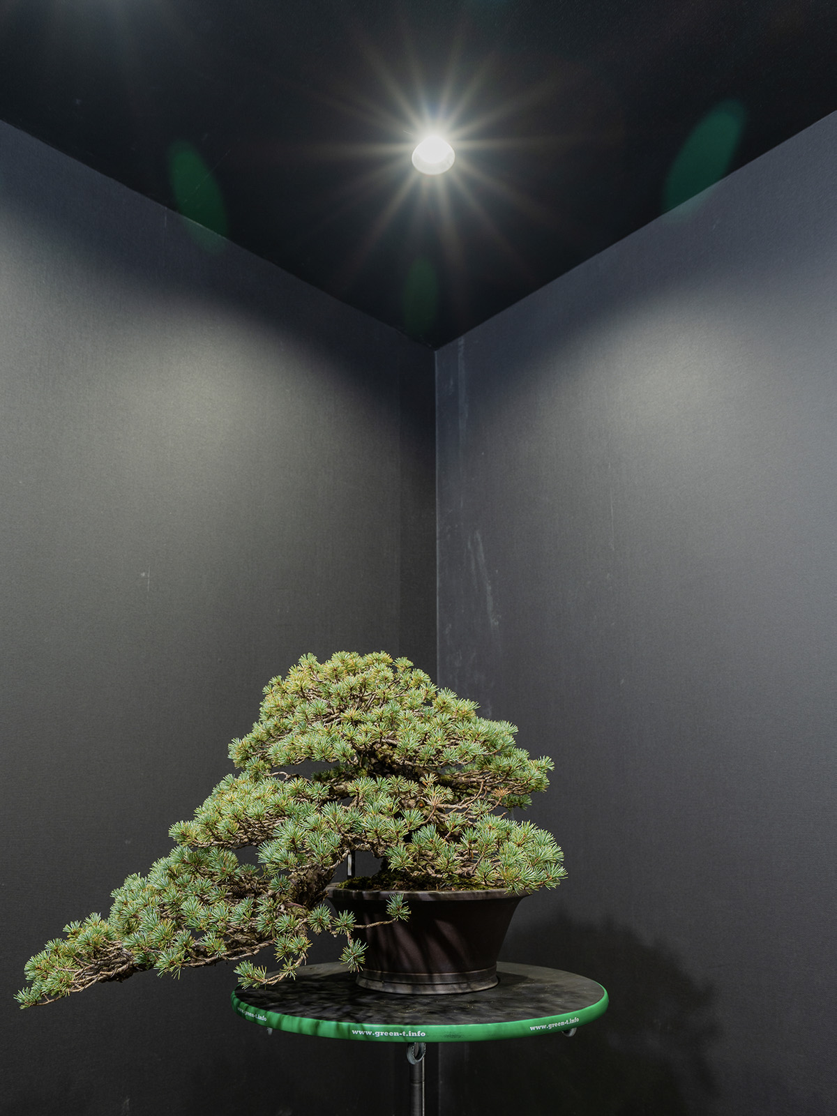 五葉松(中) - 画像 (4)