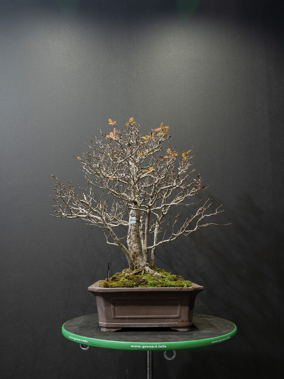 山査子(中) - 画像 (2)