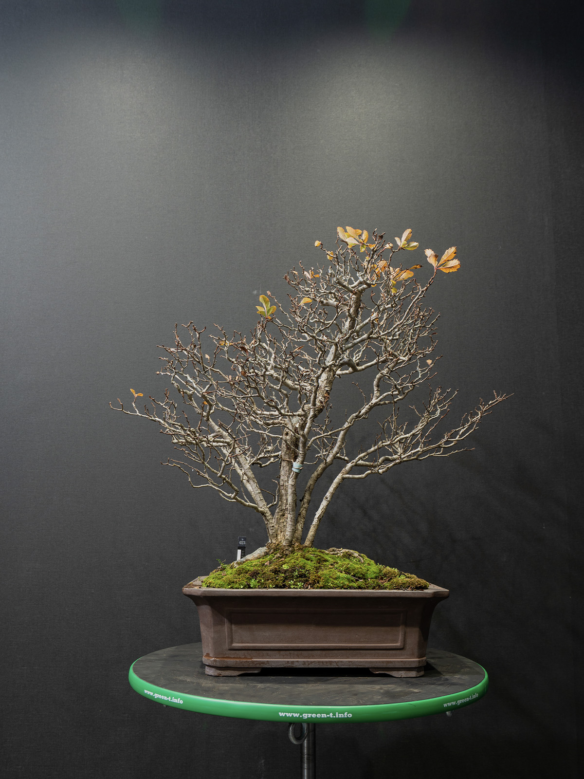 山査子(中) - 画像 (3)