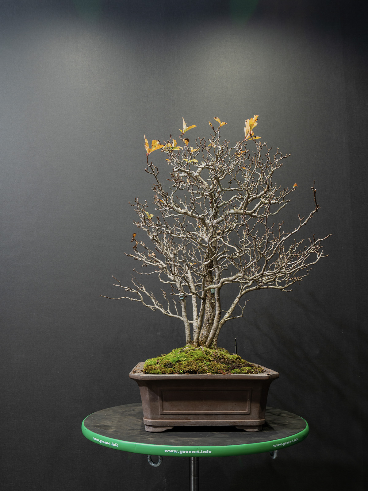 山査子(中) - 画像 (4)