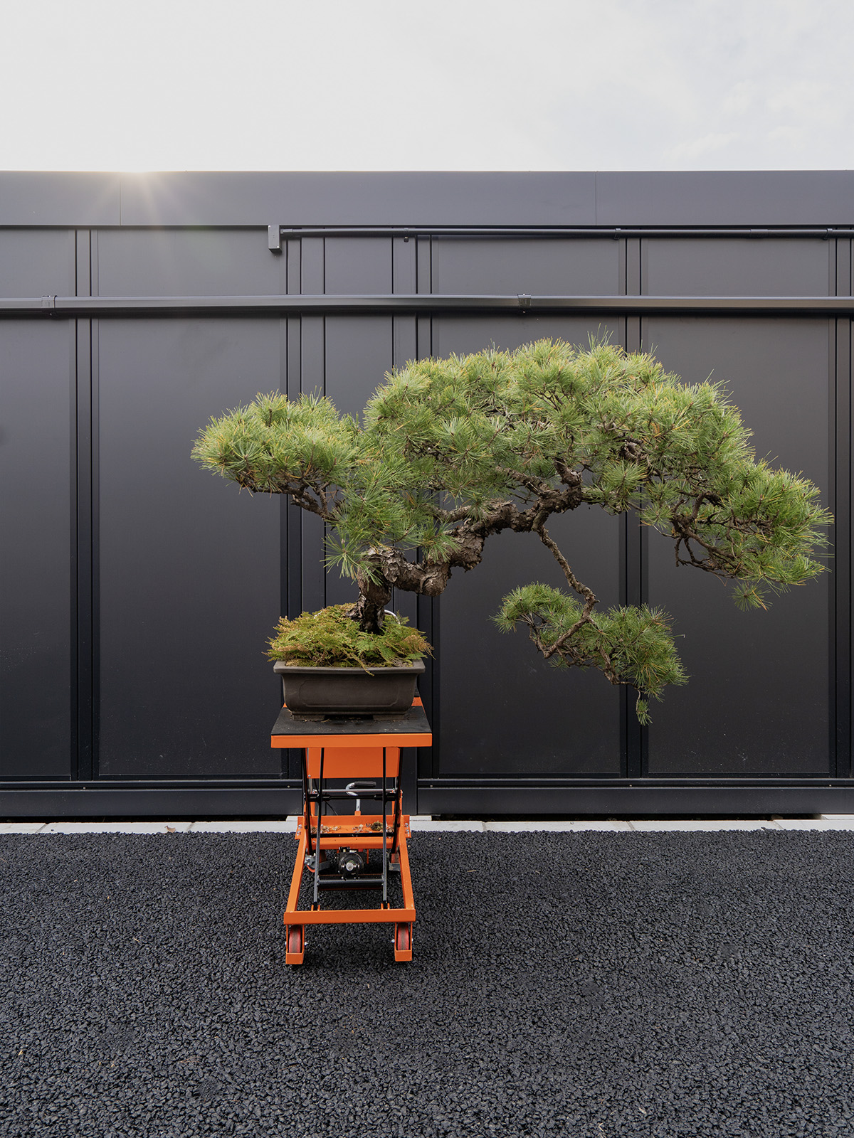 赤松(特大) - 画像 (2)