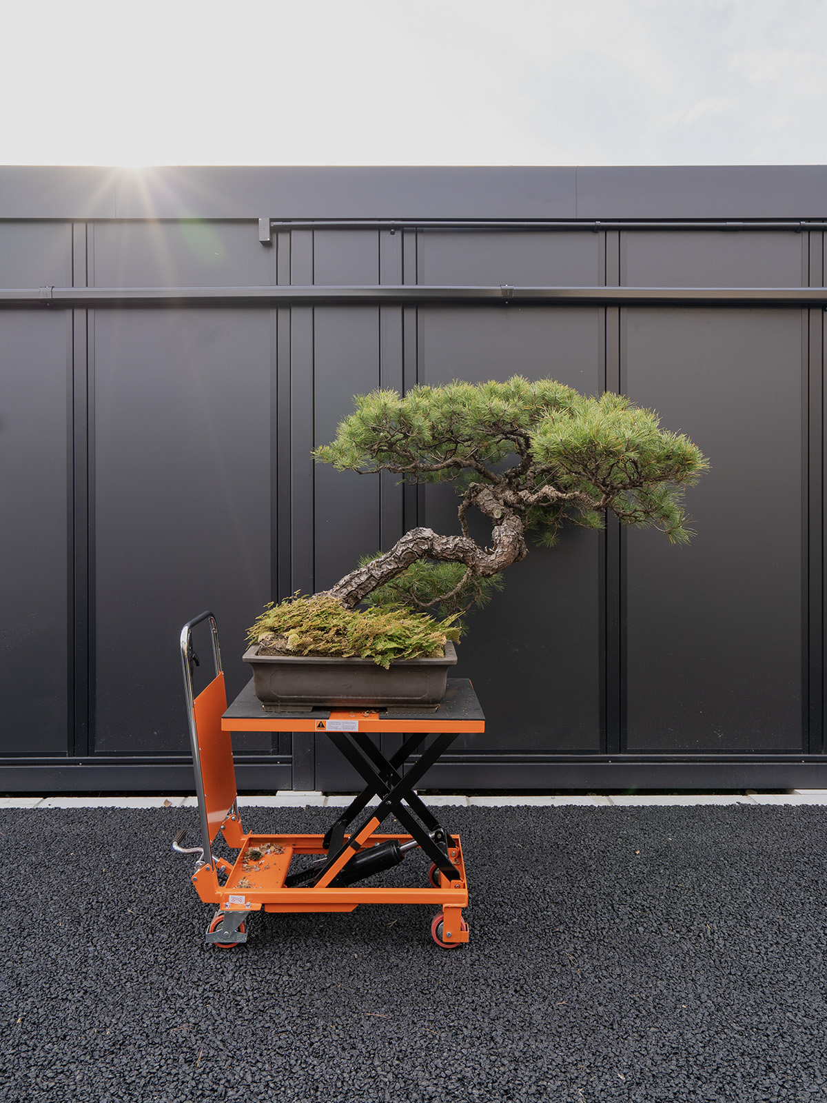 赤松(特大) - 画像 (3)