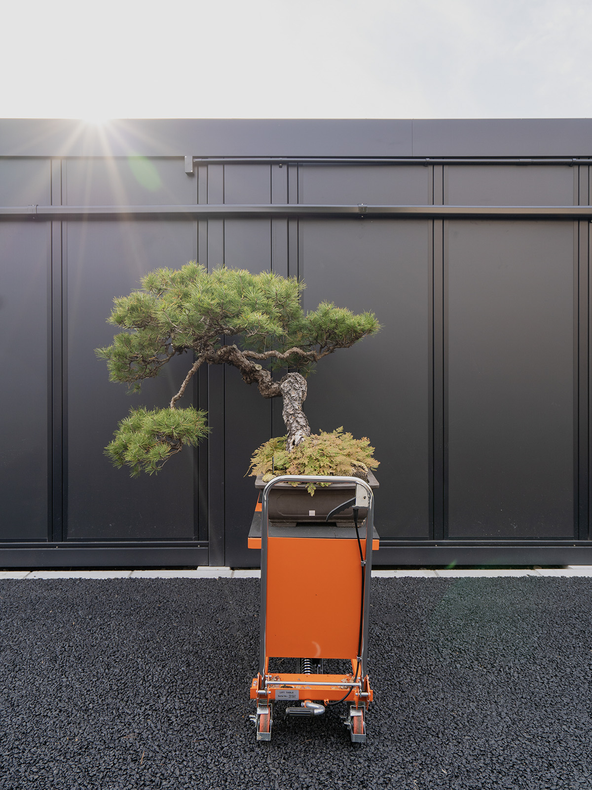 赤松(特大) - 画像 (4)