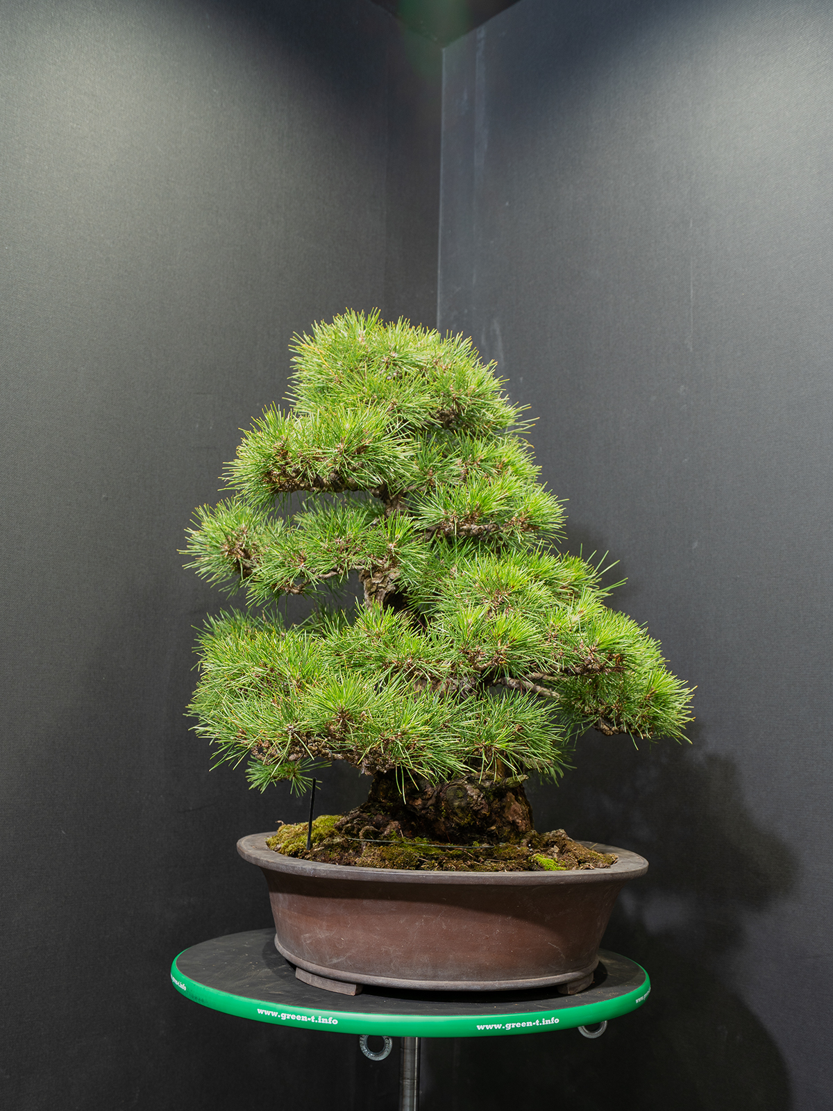 黒松(大) - 画像 (2)