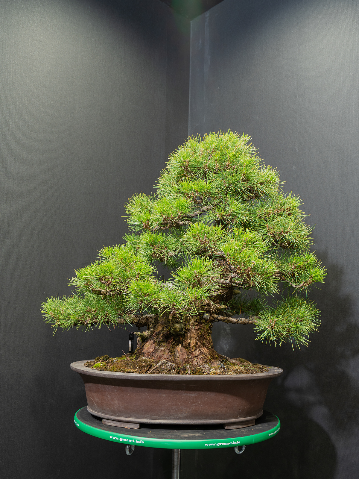 黒松(大) - 画像 (3)