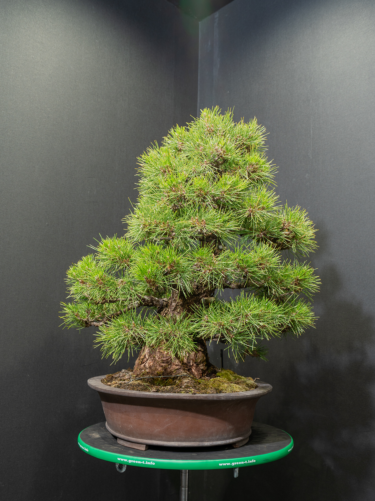 黒松(大) - 画像 (4)