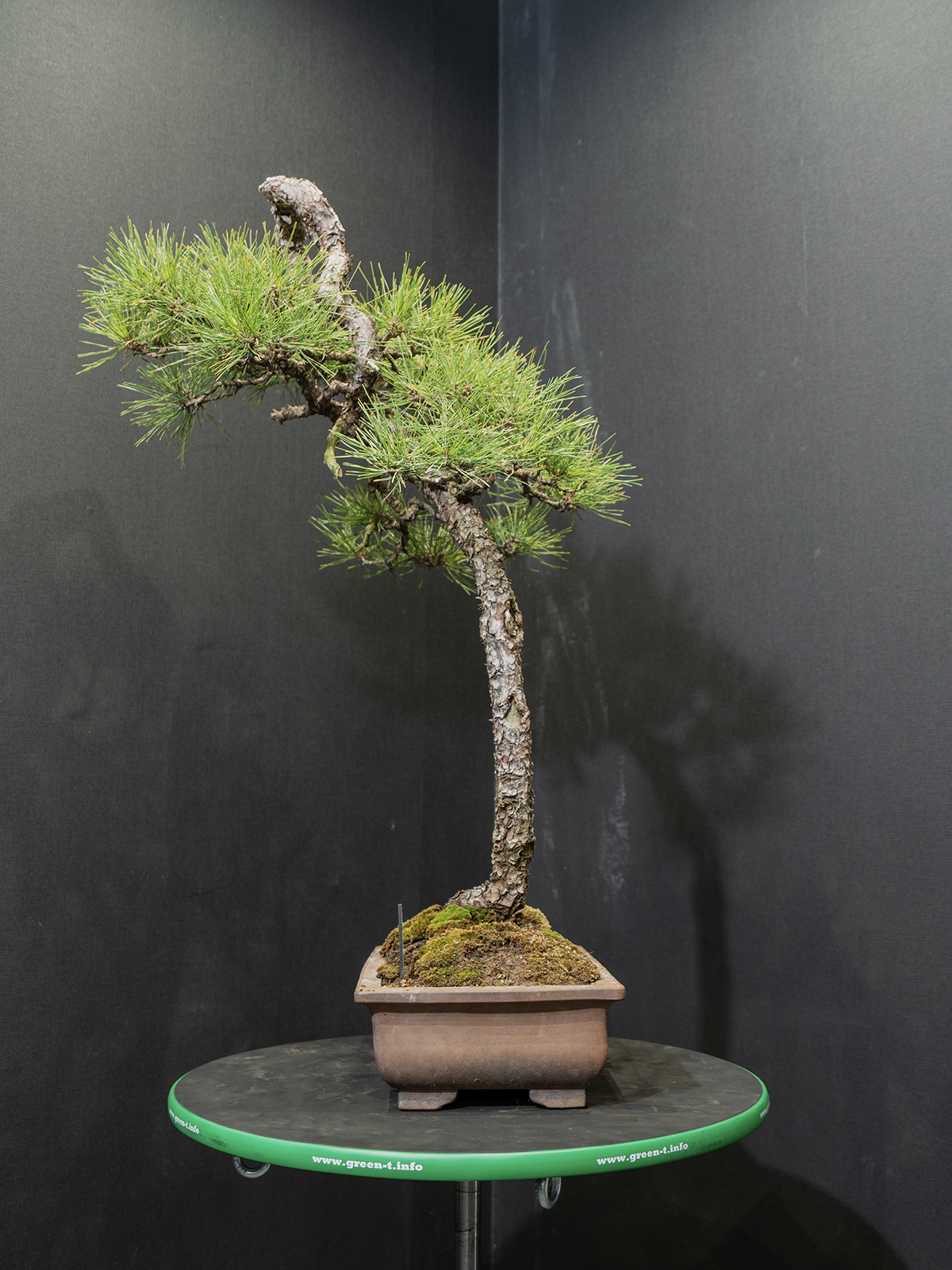 赤松(中) - 画像 (2)