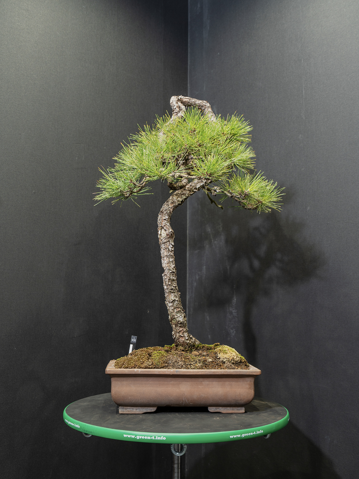 赤松(中) - 画像 (3)