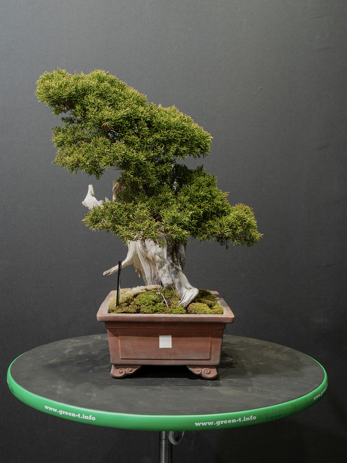 真柏(小) - 画像 (2)