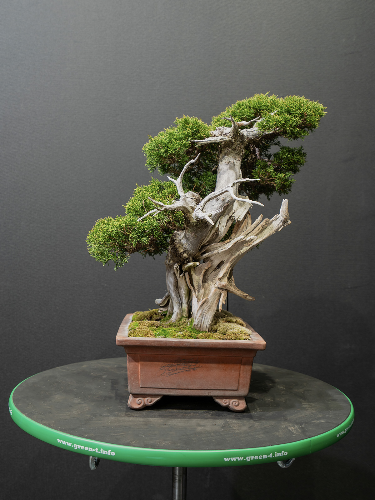 真柏(小) - 画像 (4)