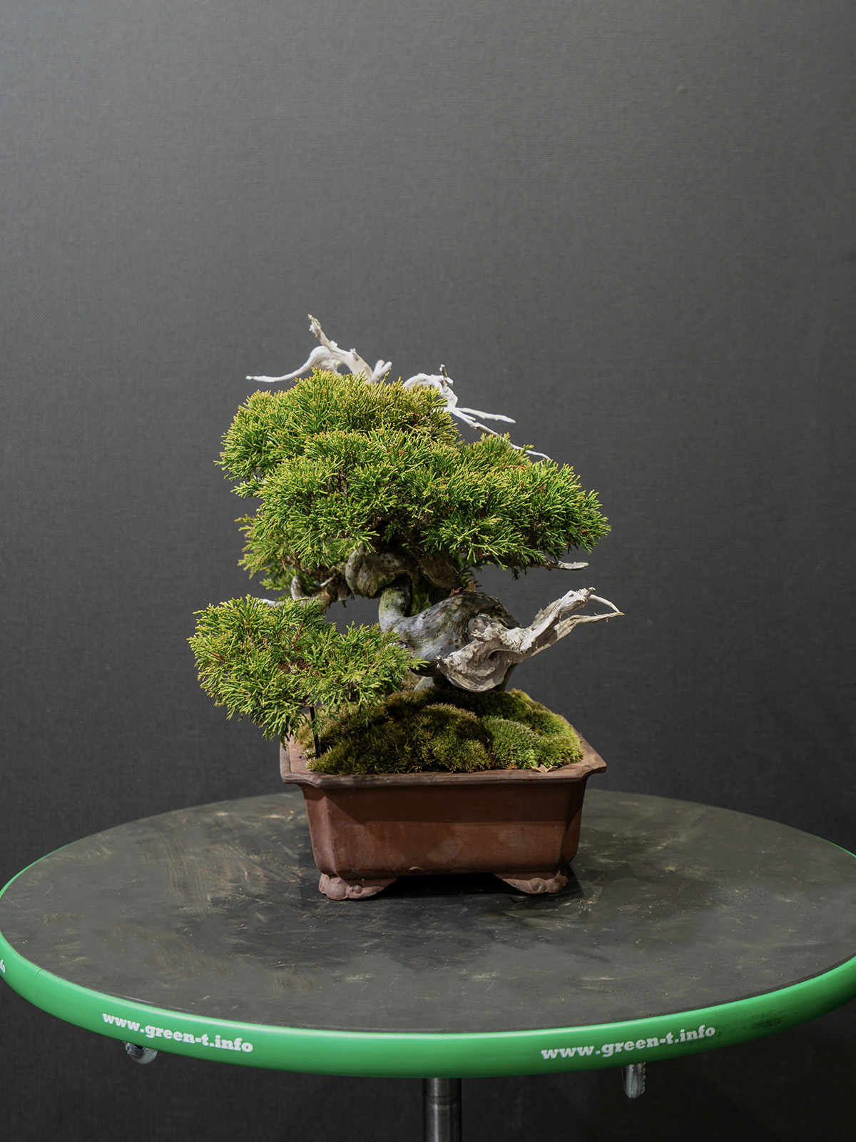 真柏(小) - 画像 (2)