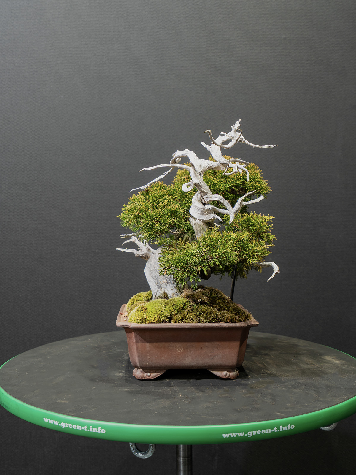 真柏(小) - 画像 (4)