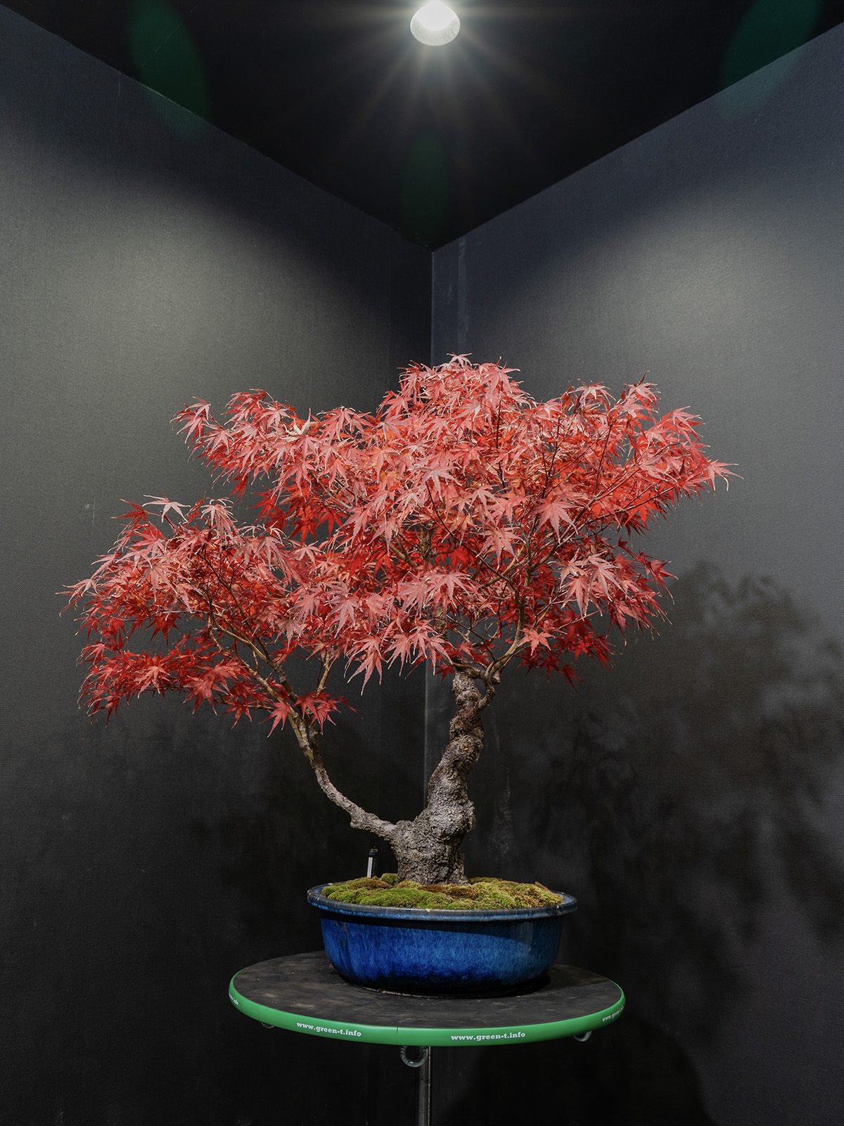 紅葉(大) - 画像 (3)