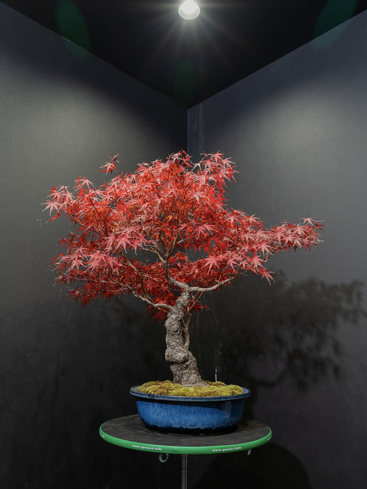 紅葉(大) - 画像 (4)