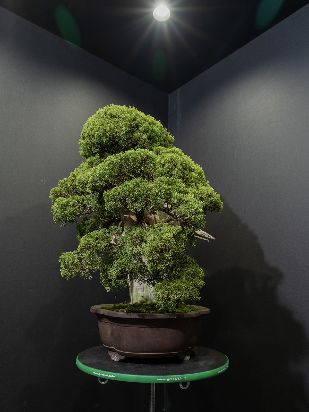 真柏(大) - 画像 (2)