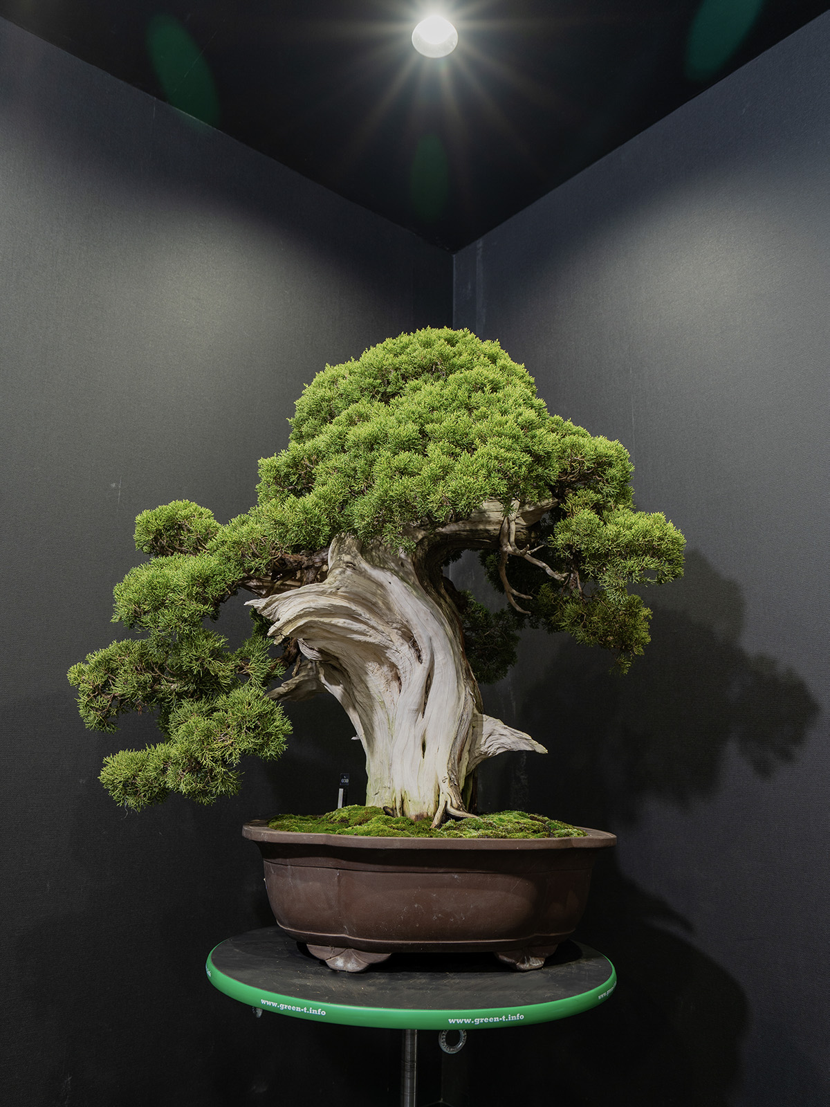 真柏(大) - 画像 (3)