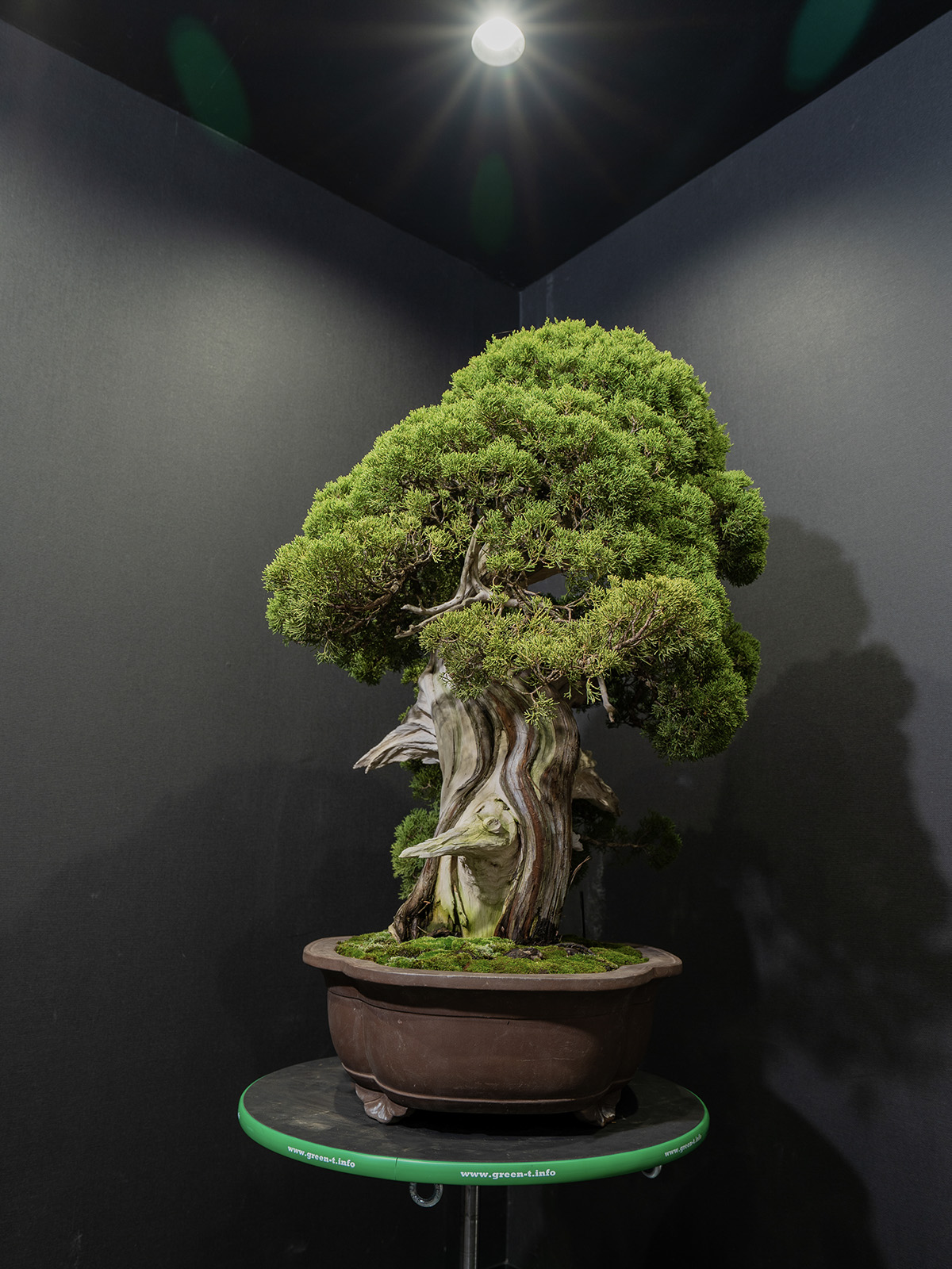 真柏(大) - 画像 (4)