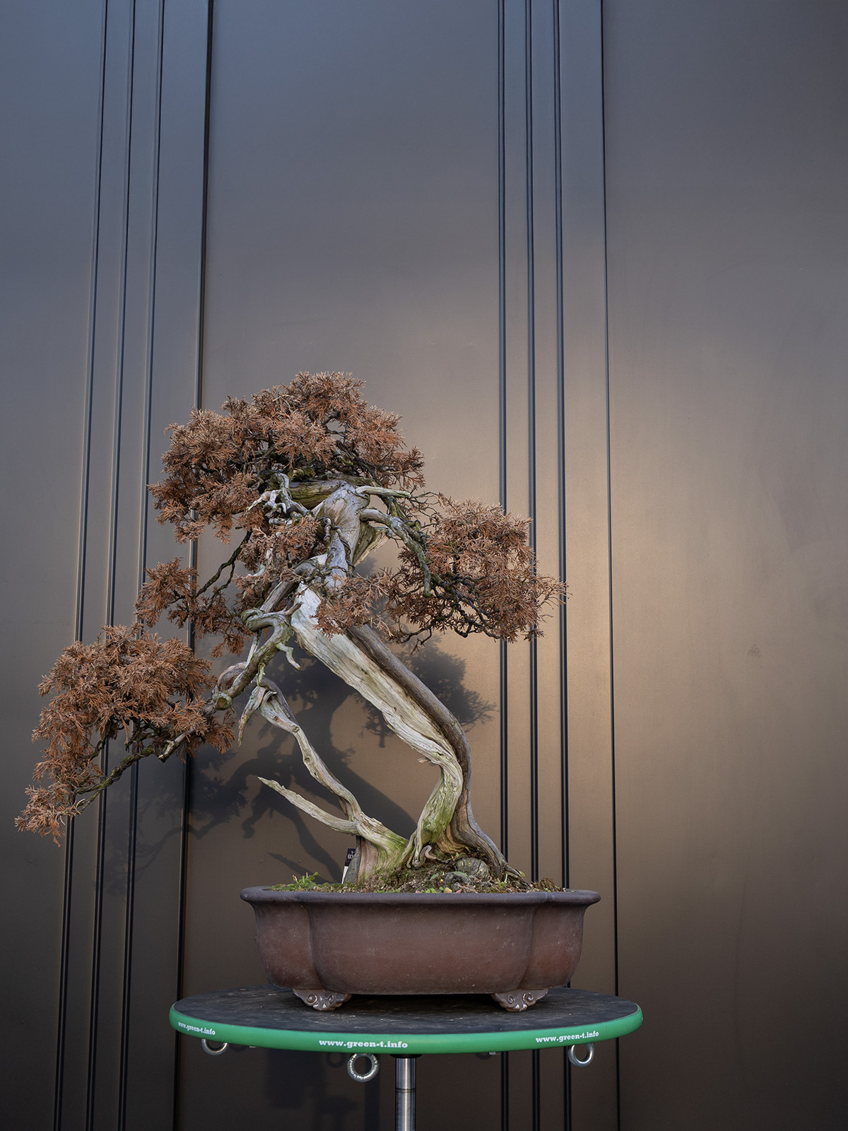 真柏(大) - 画像 (3)