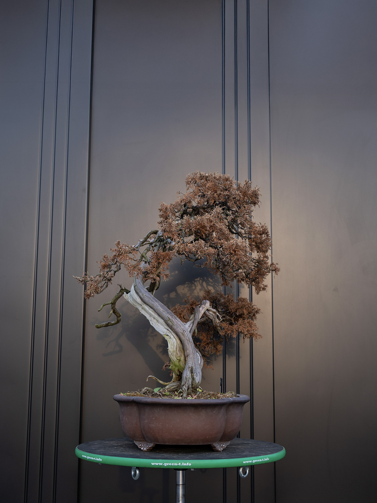 真柏(大) - 画像 (4)