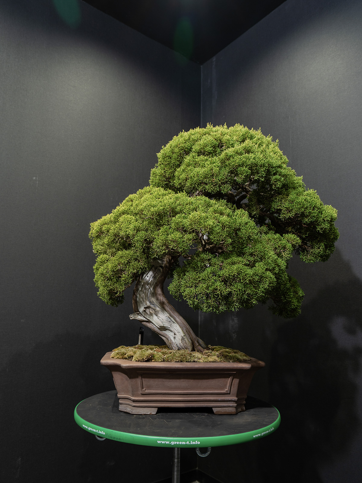 真柏(大) - 画像 (3)