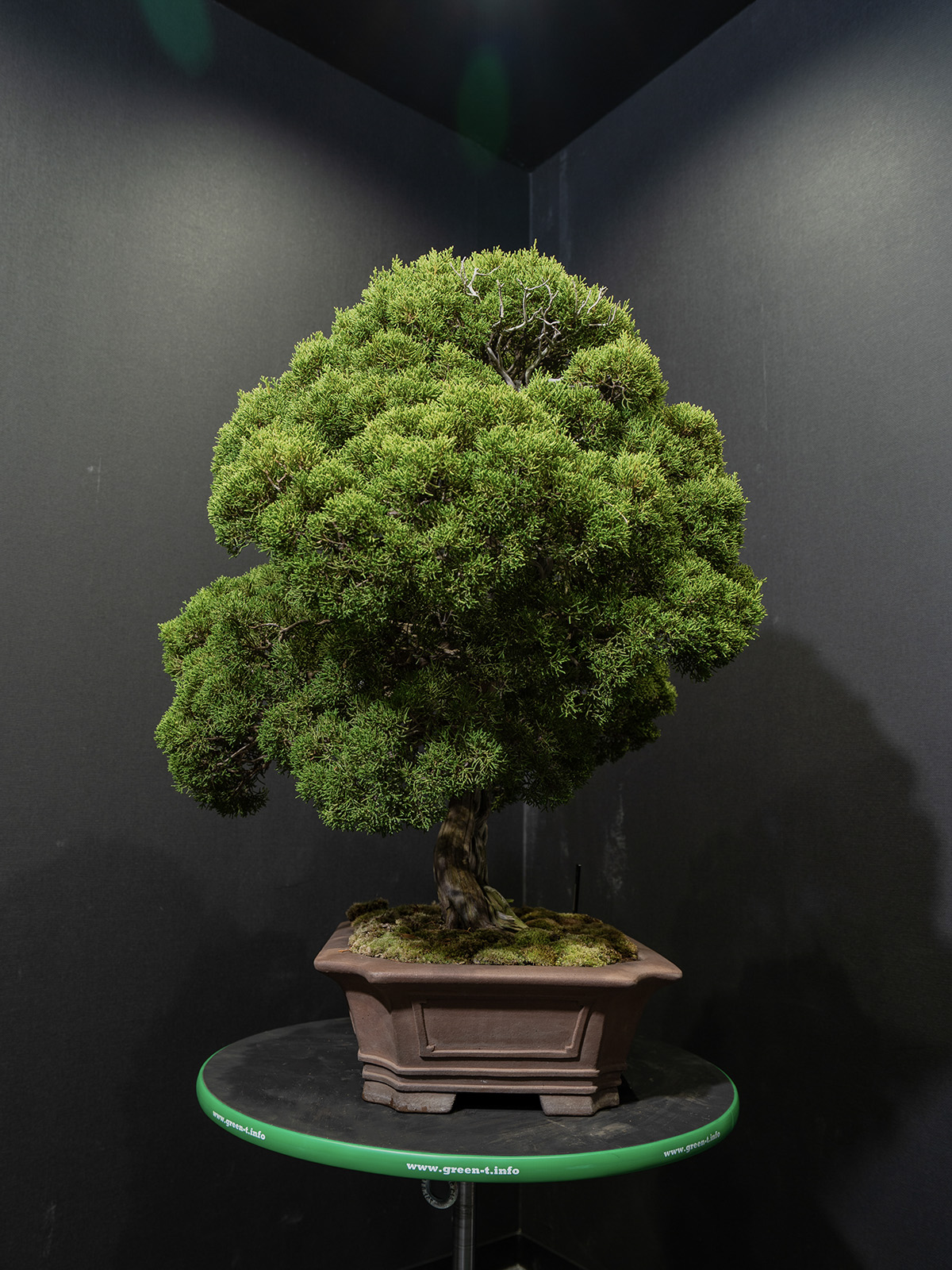 真柏(大) - 画像 (4)