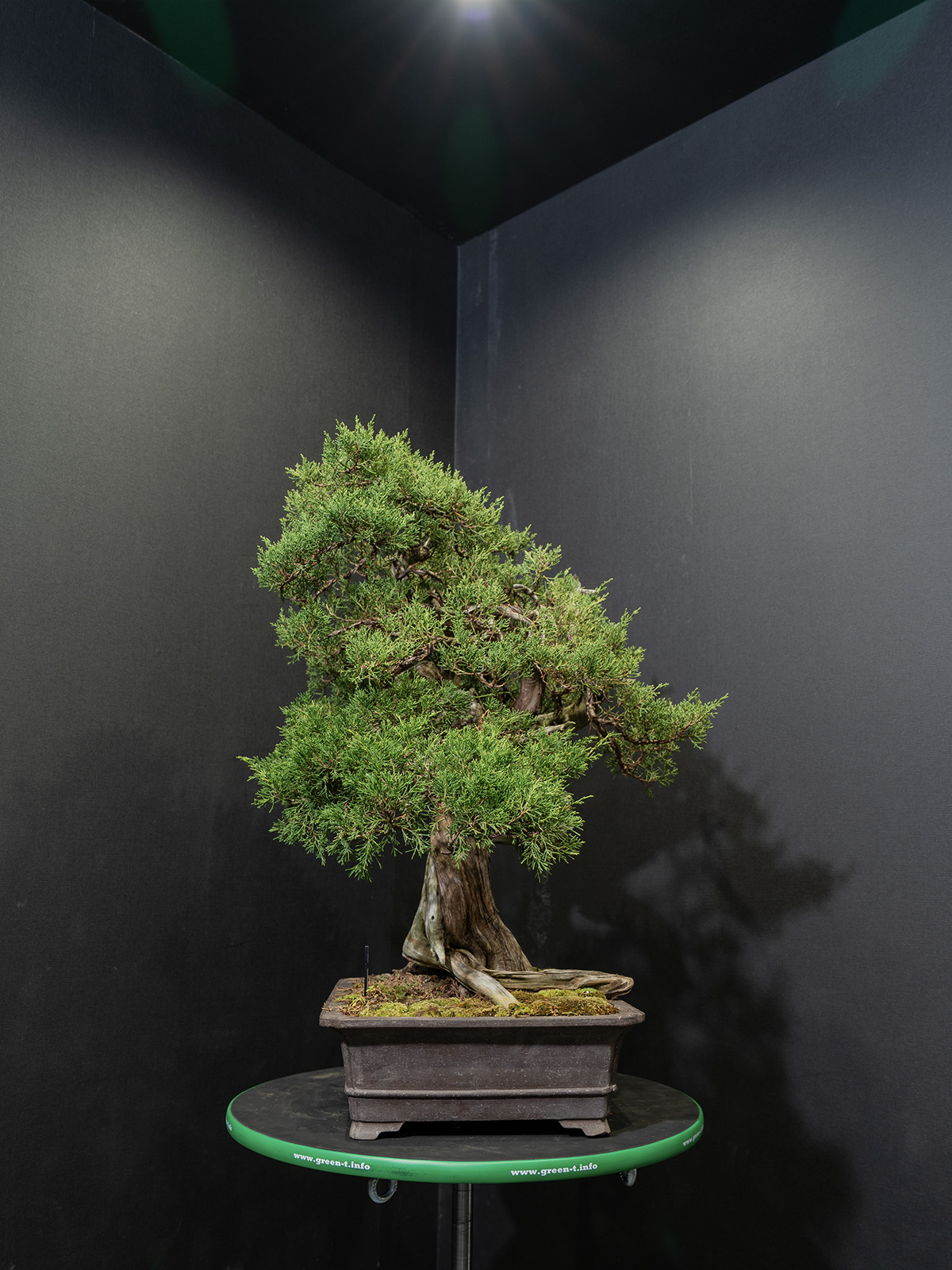 真柏(大) - 画像 (2)