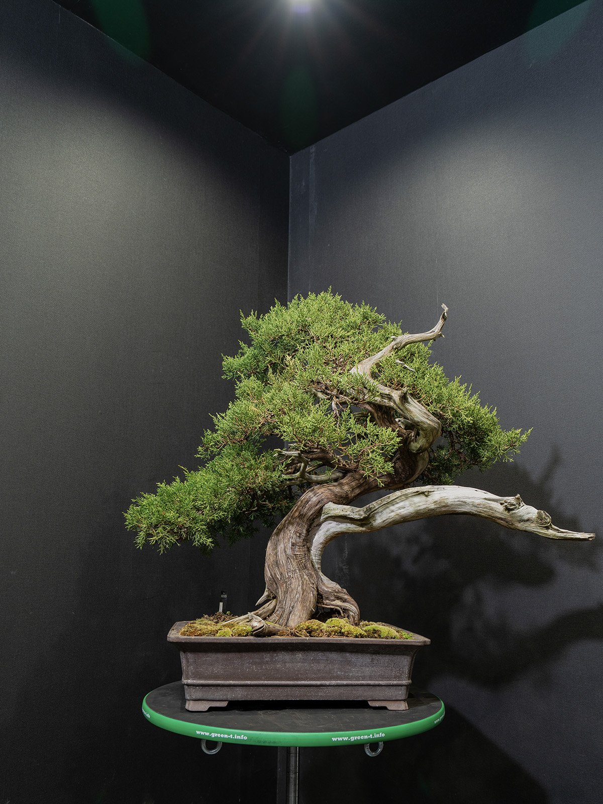 真柏(大) - 画像 (3)