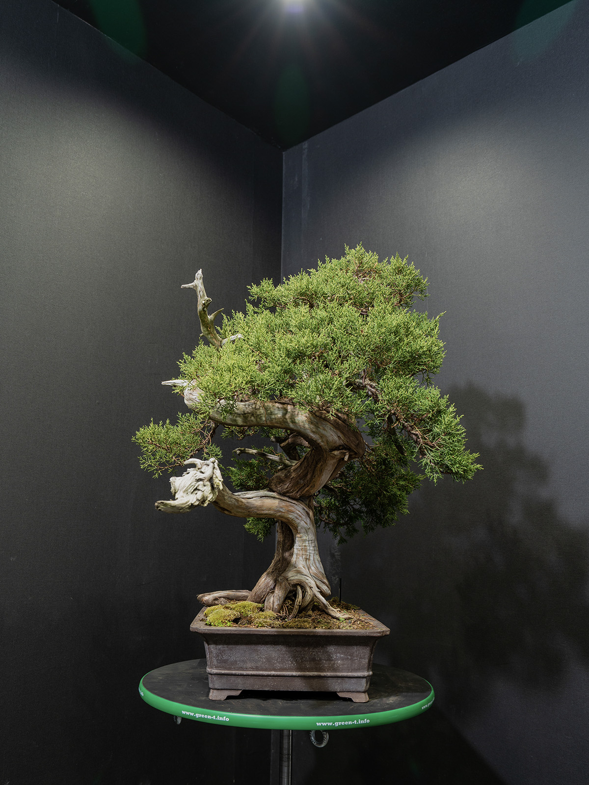 真柏(大) - 画像 (4)