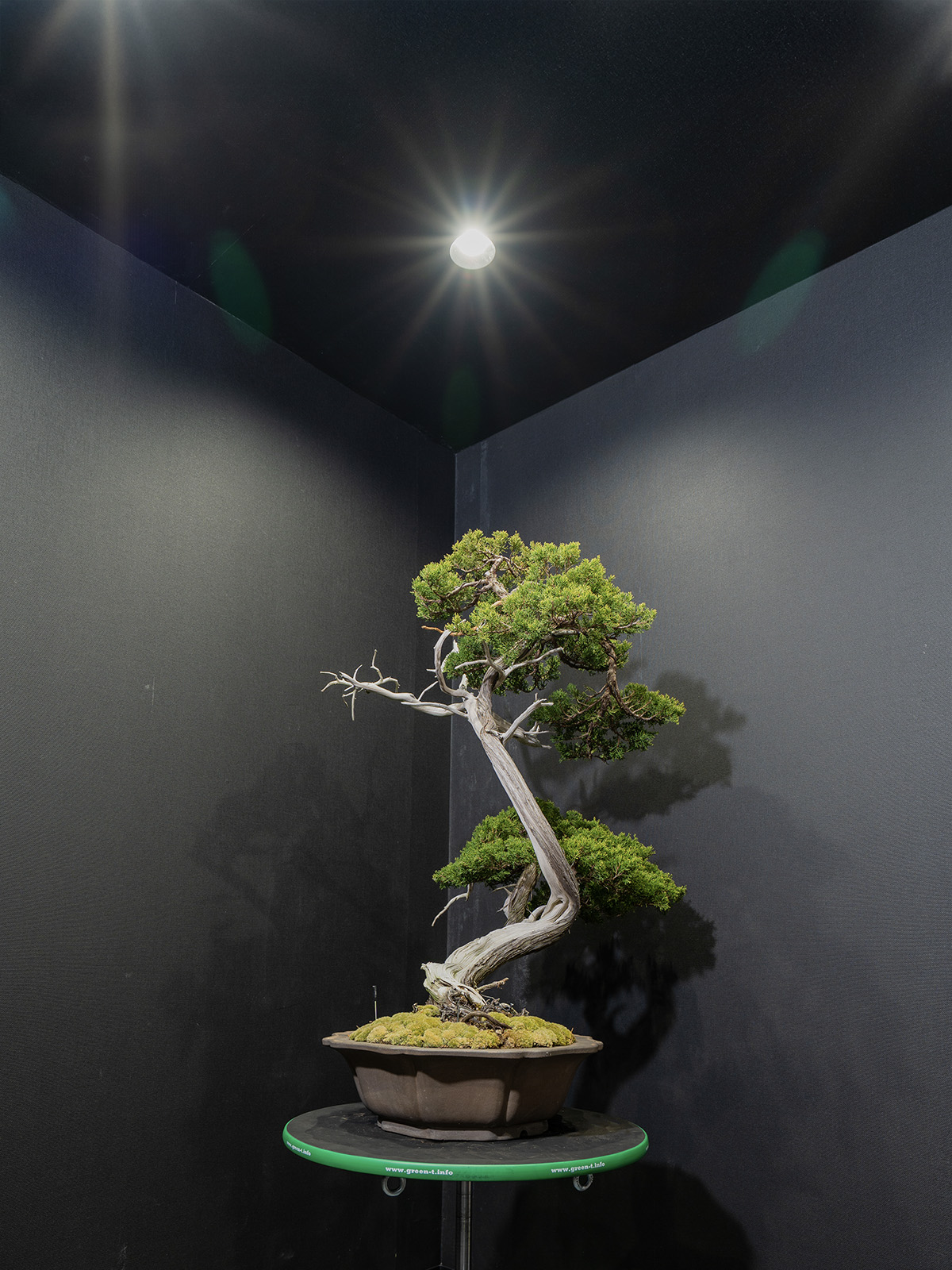 真柏(大) - 画像 (2)