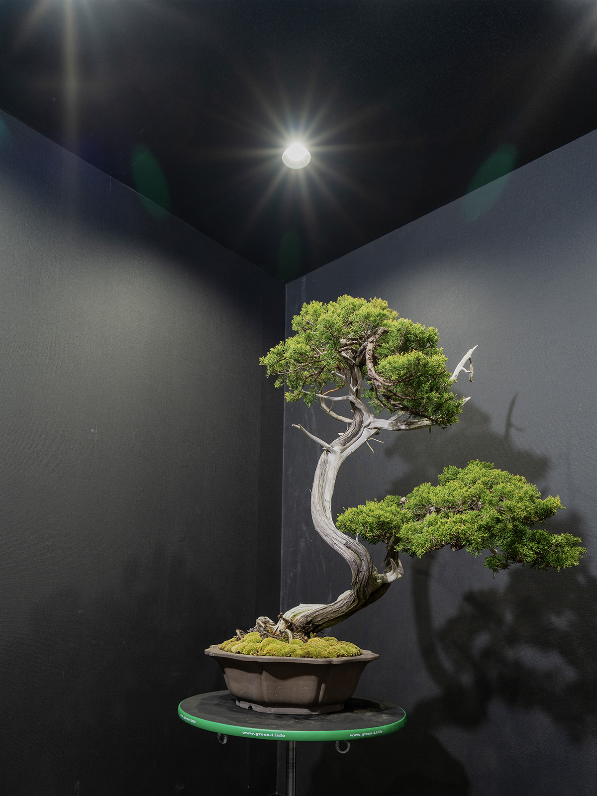 真柏(大) - 画像 (3)