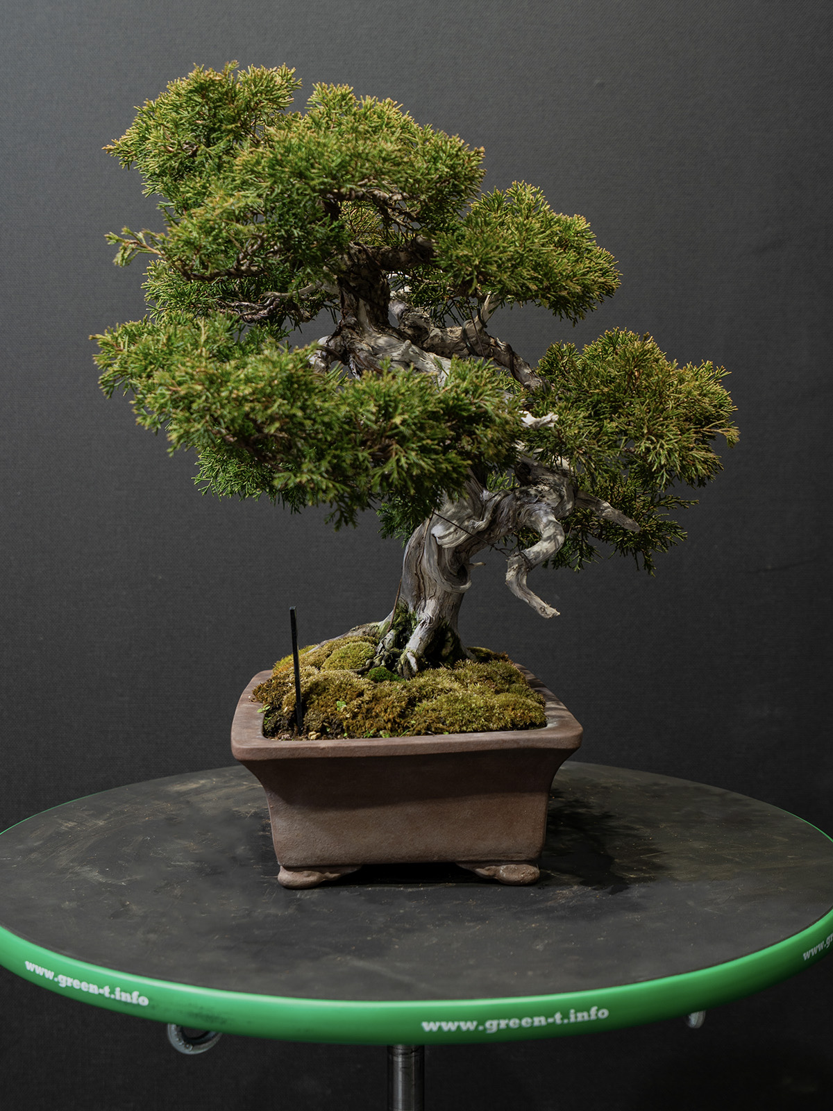 真柏(小) - 画像 (2)