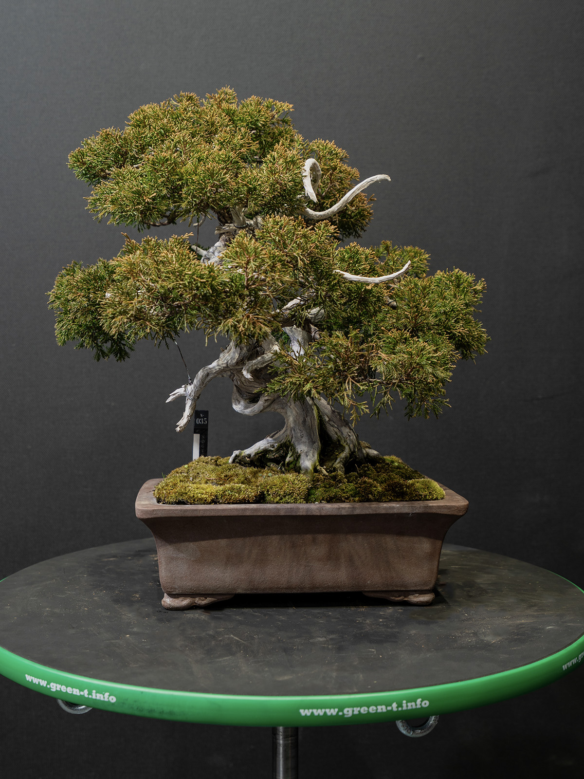 真柏(小) - 画像 (3)