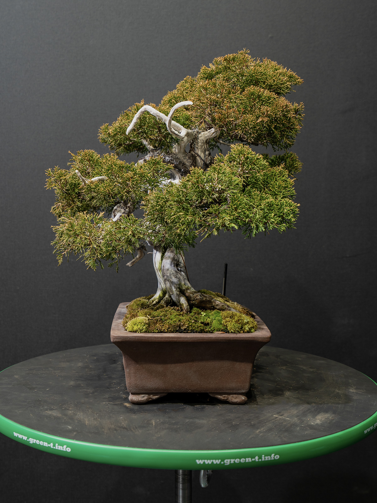 真柏(小) - 画像 (4)