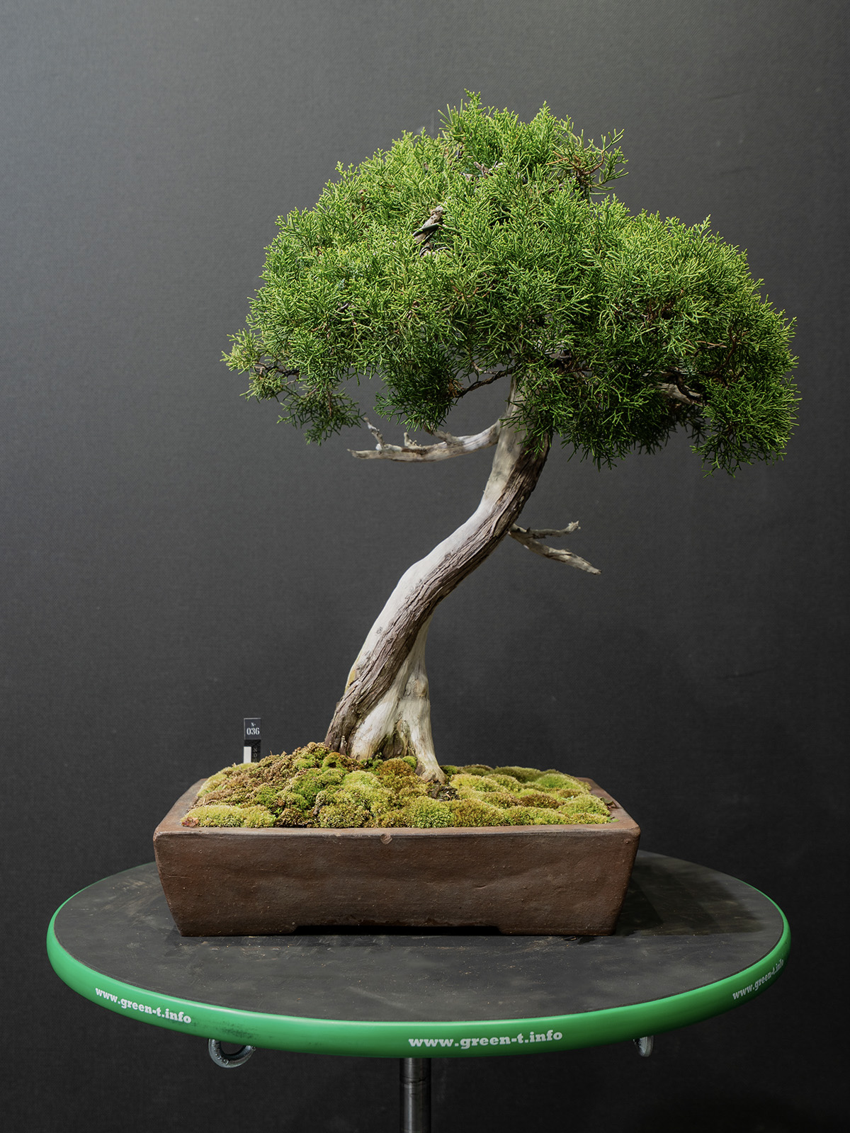 真柏(小) - 画像 (3)