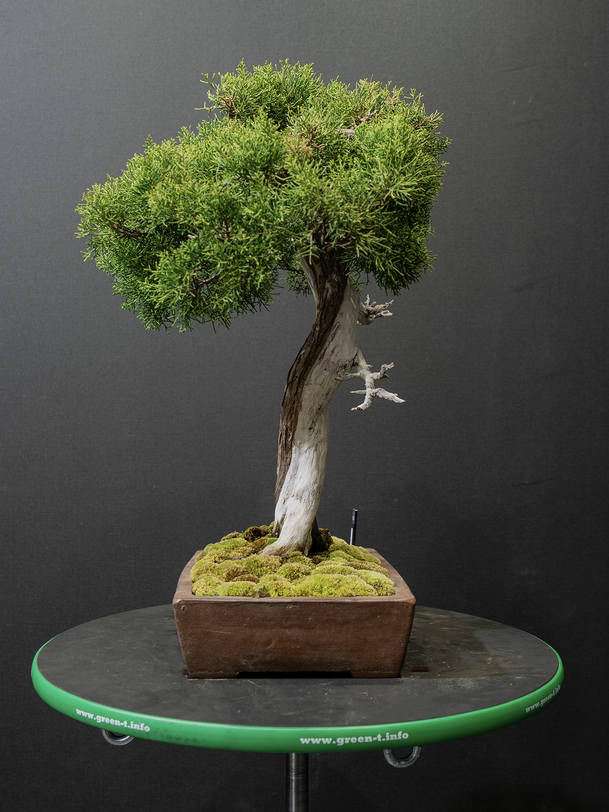 真柏(小) - 画像 (4)