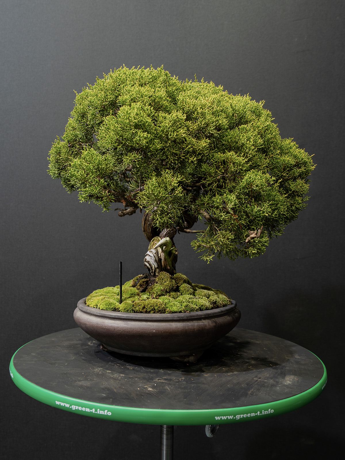 真柏(中) - 画像 (2)