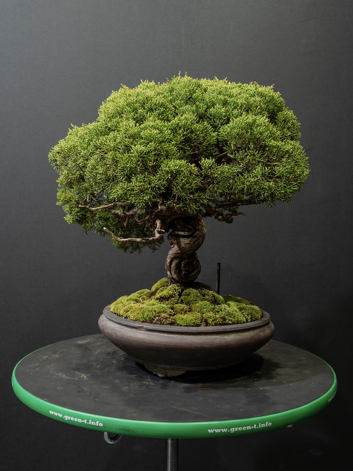 真柏(中) - 画像 (4)