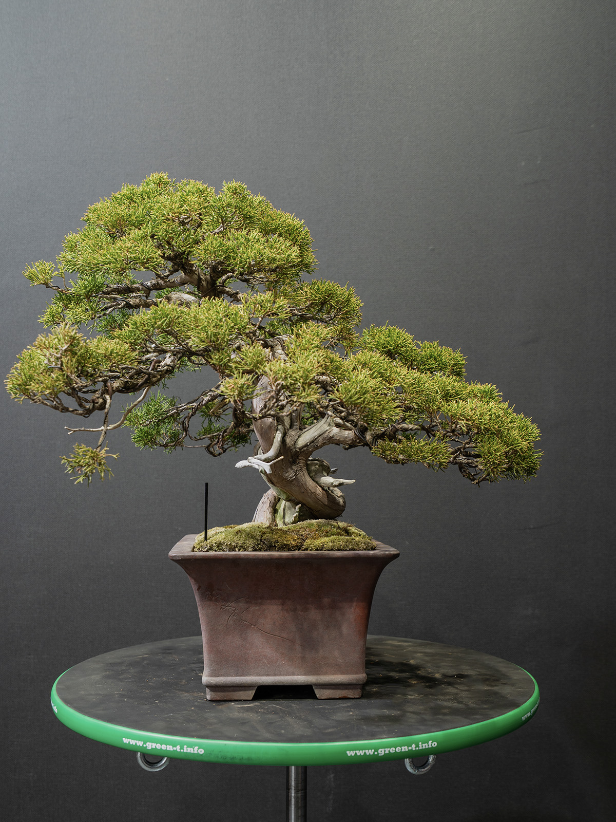 真柏(中) - 画像 (2)