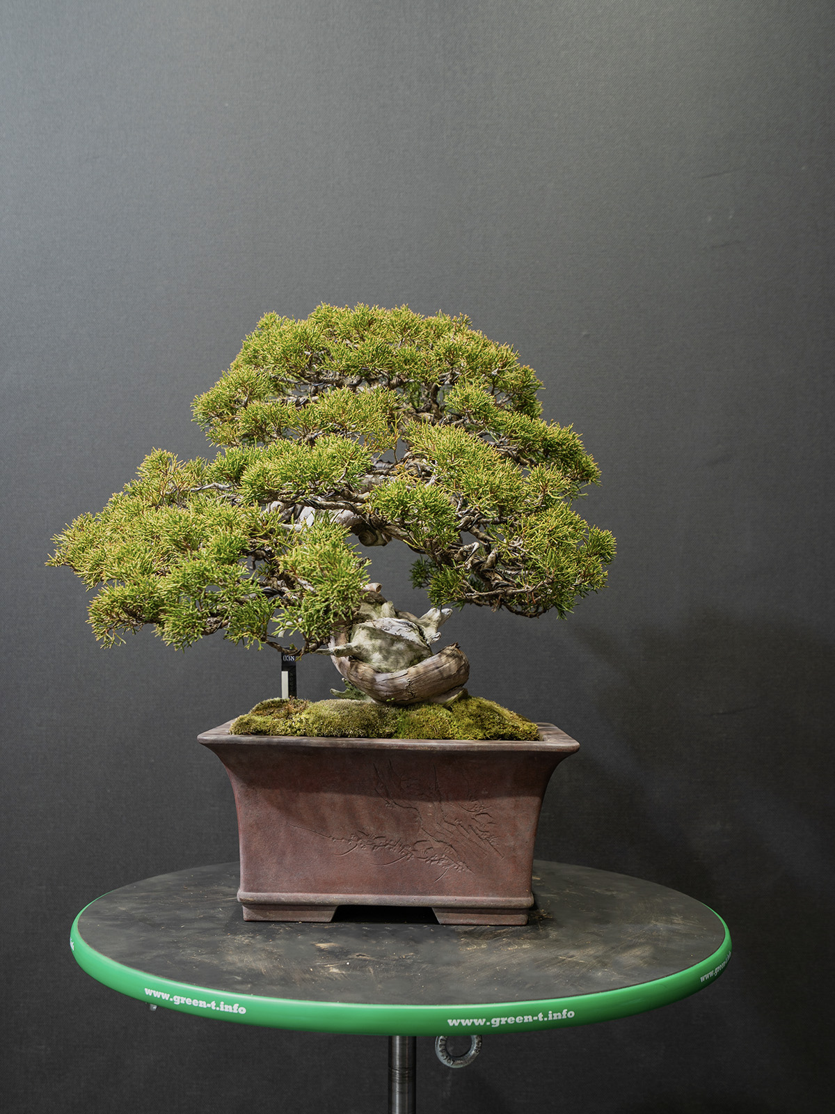 真柏(中) - 画像 (3)