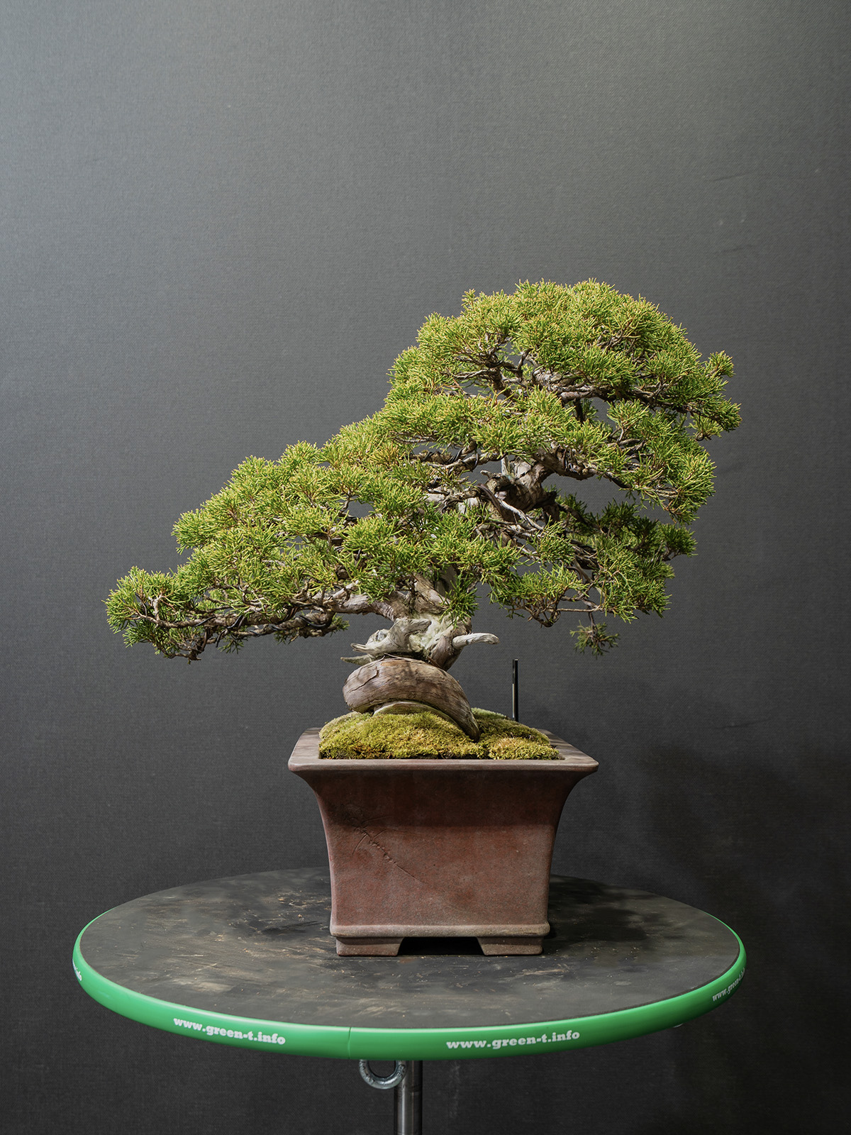 真柏(中) - 画像 (4)