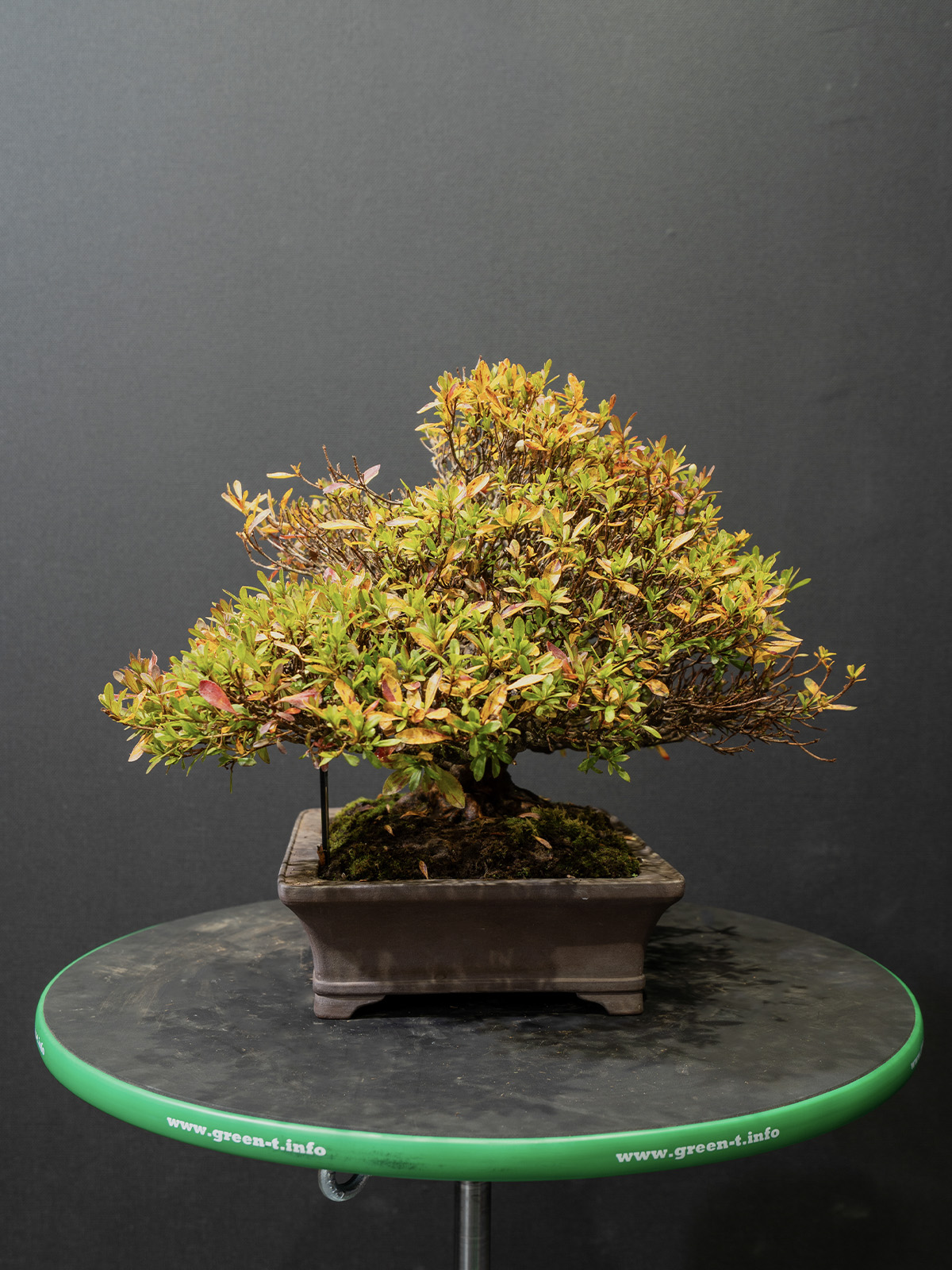 皐(小) - 画像 (2)