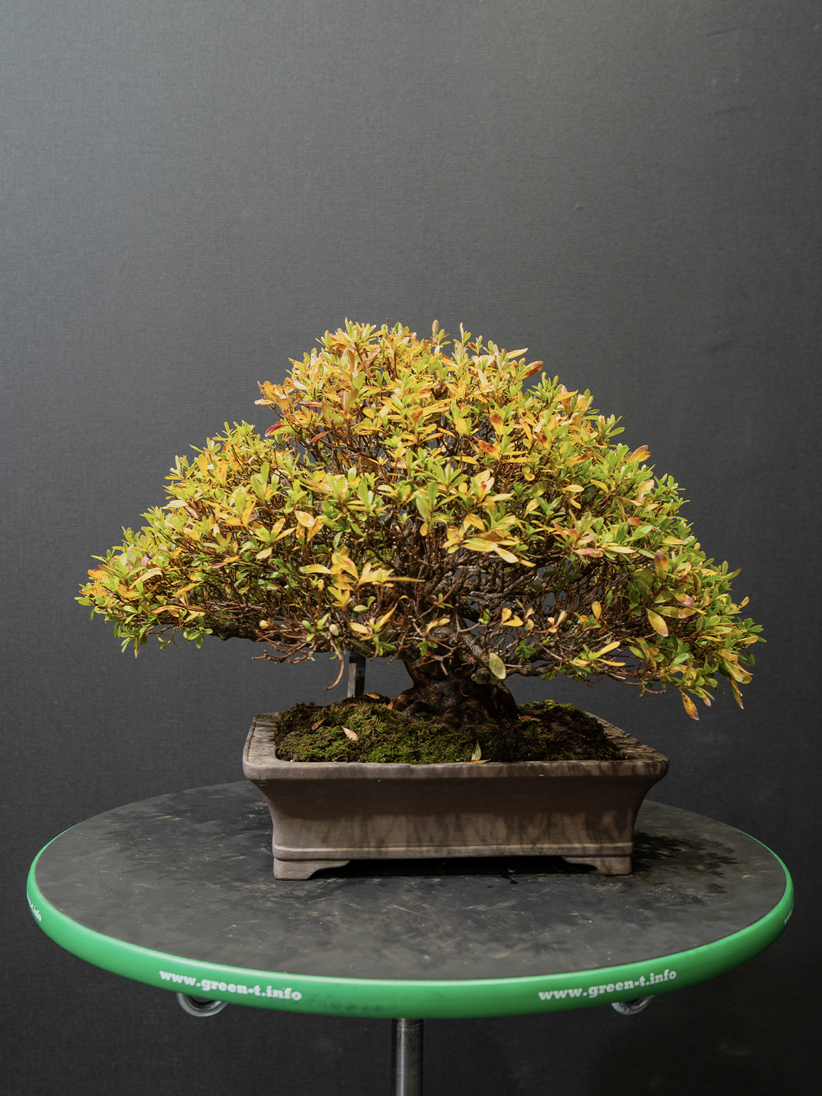 皐(小) - 画像 (3)