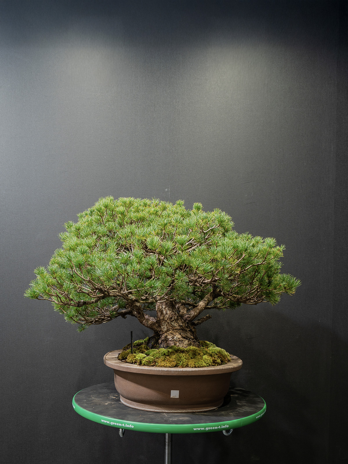 五葉松(小) - 画像 (2)