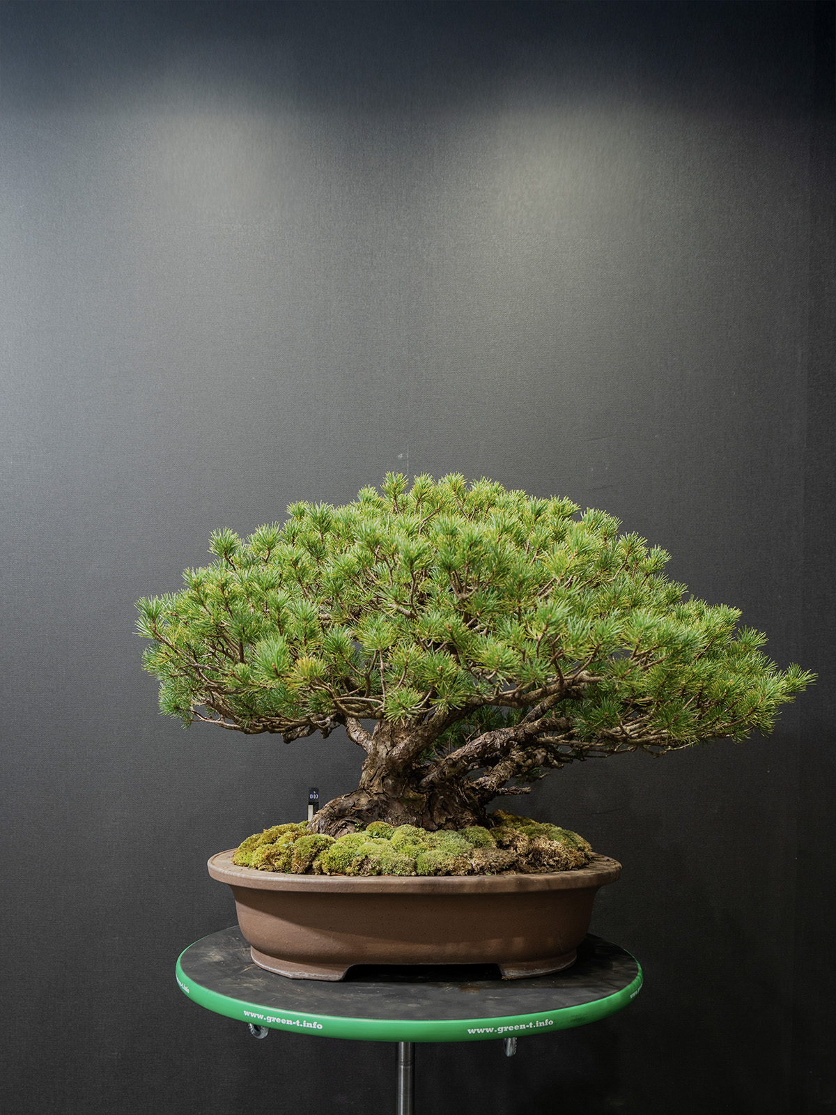 五葉松(小) - 画像 (3)