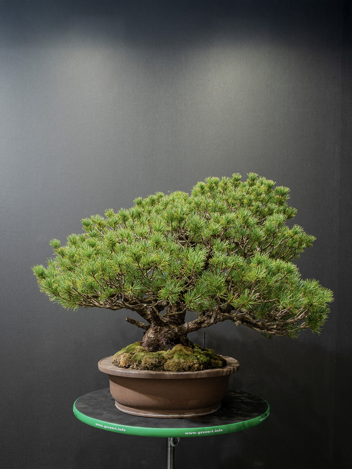 五葉松(小) - 画像 (4)